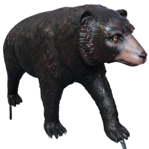 SLOTH BEAR (WALKING POSE)