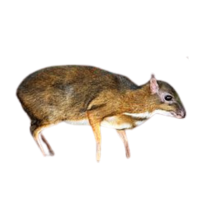 MOUSE DEER / INDIAN CHEVR